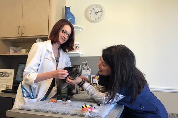 Veterinarians examining a cat in Canton, GA