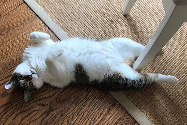 Why Do Cats Lay On Their Backs?  