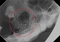 X ray of dog's mouth after the tooth abscess was removed