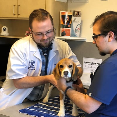 Cat and Dog Vaccinations in Canton, GA