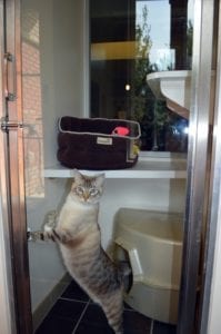 Cat luxury boarding suite