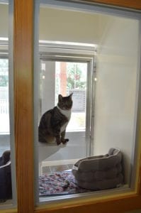 Cat boarding suite window