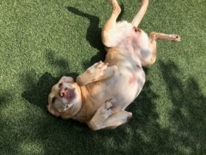 Dog rolling on the grass