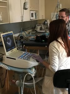 Vet performing an ultrasound