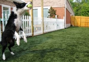 Dog catching a ball outside