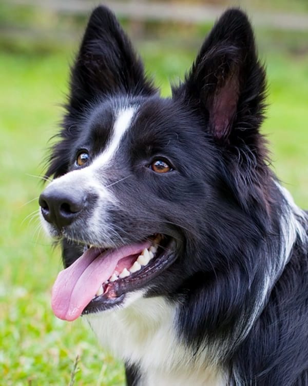 Pet Dental Care Myths in Canton: A Black and White Dog Smiling While Sitting in the Grass