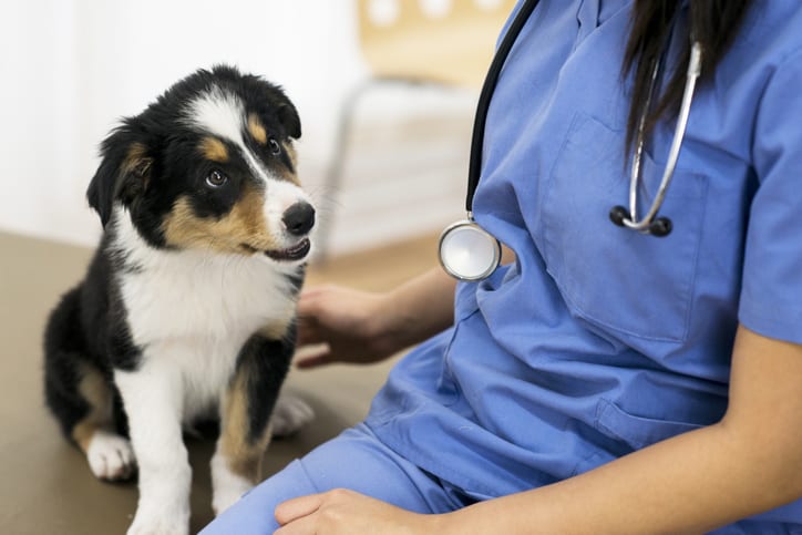 Dog Vaccinations in Canton, GA