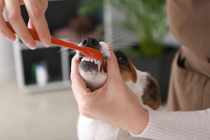 Dog Teeth Cleaning in Canton, GA