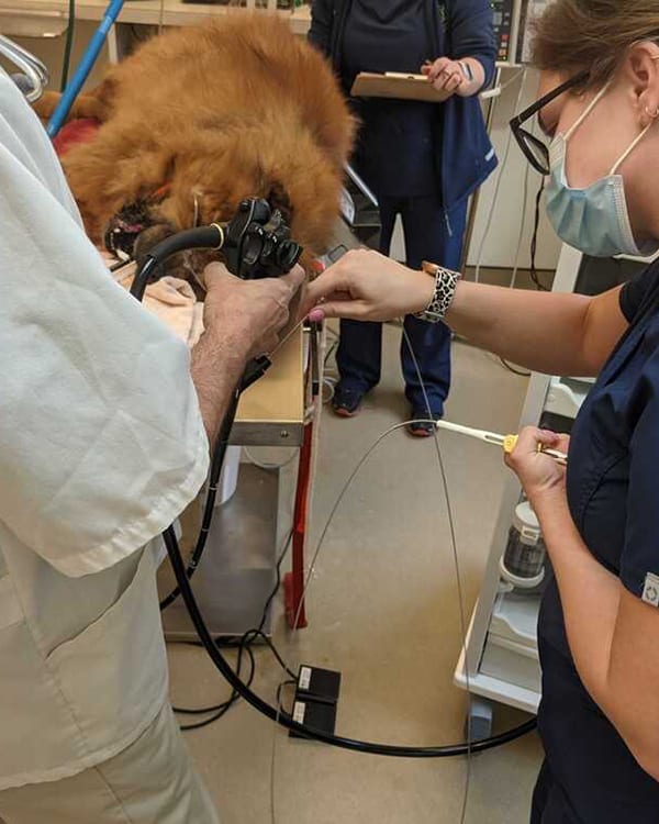 Dog Endoscopy in Canton, GA