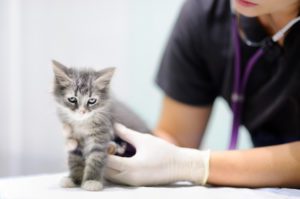 cat at the veterinarian being examined