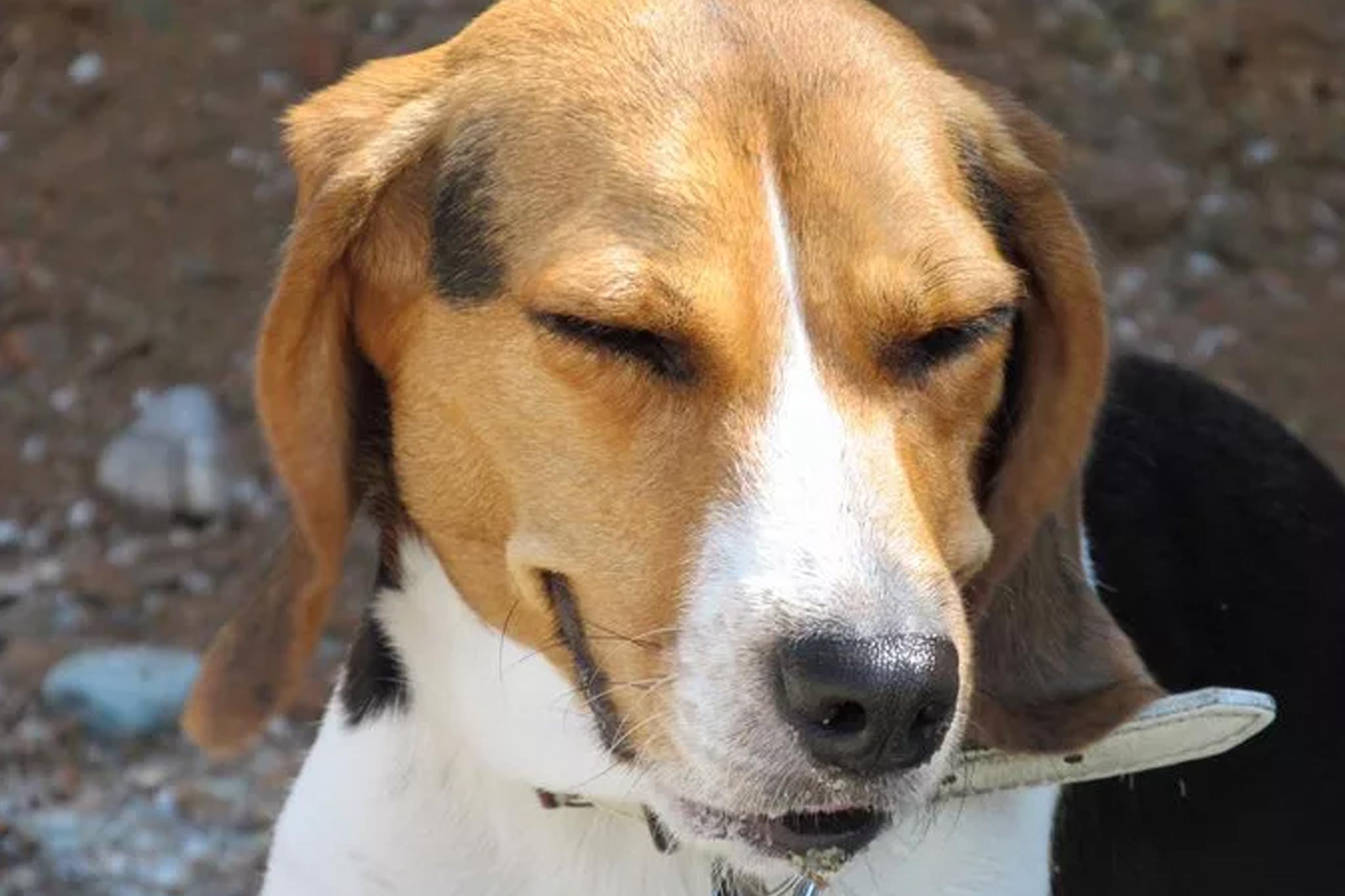 dog sneezing in canton, ga