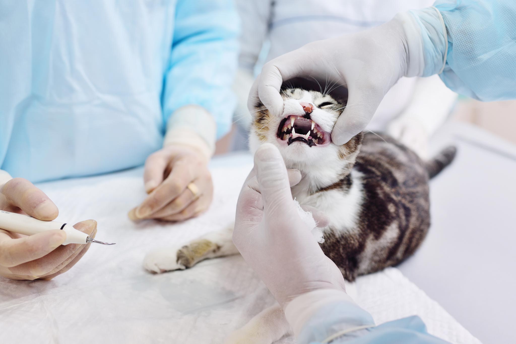cat getting ready for a teeth cleaning