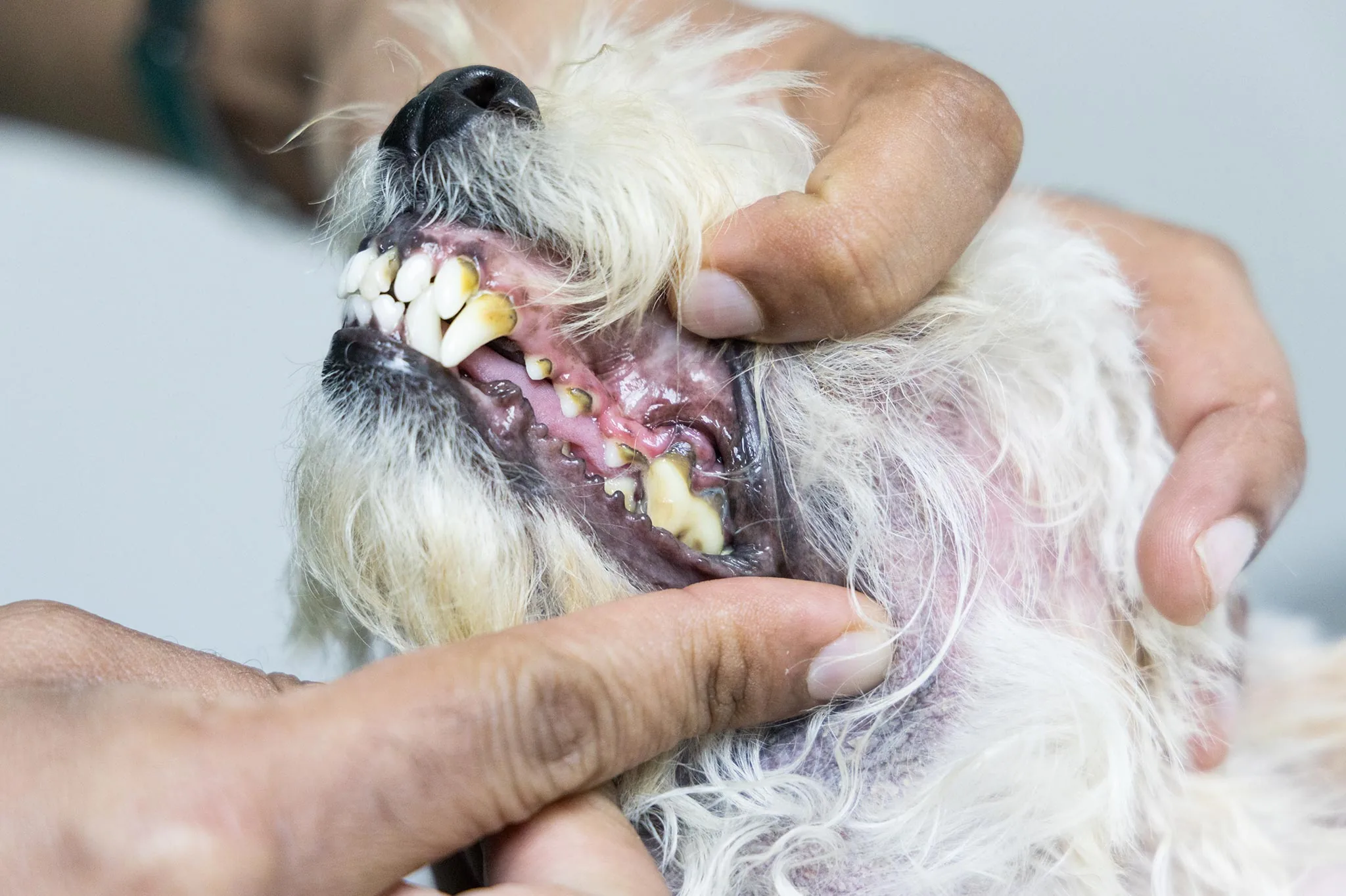 dog with gingivitis
