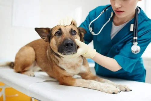 vet-examining-dog-at-clinic