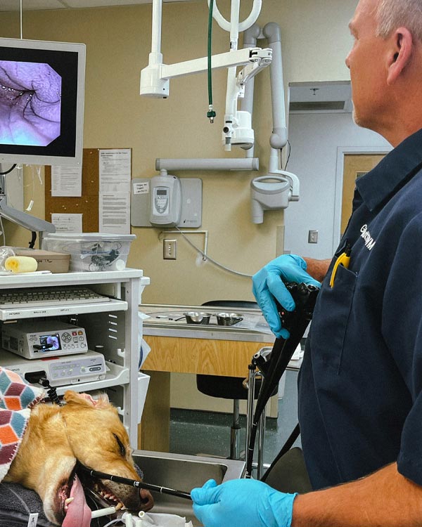 doctor-performing-endoscopy-on-dog