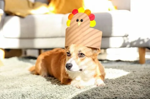 Corgi-dog-with-paper-turkey-at-home-on-Thanksgiving-Day