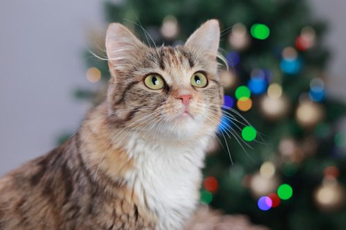 gray-cat-looking-up-with-christmas-tree-in-the-background