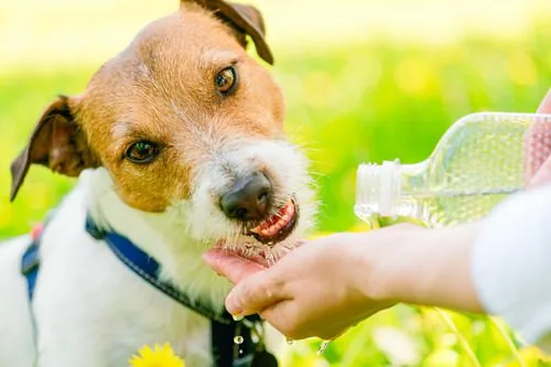 jack-russell-terrier-dog-drinking-water-from-owner's-hands