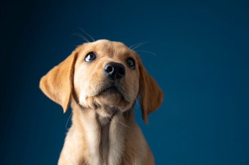 yellow-lab-puppy-sitting-with-blue-background