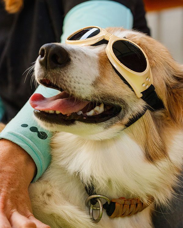 happy dog wearing laser therapy glasses