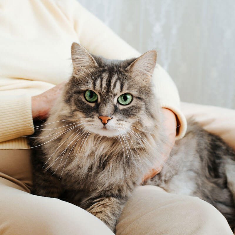 cat laying on lap