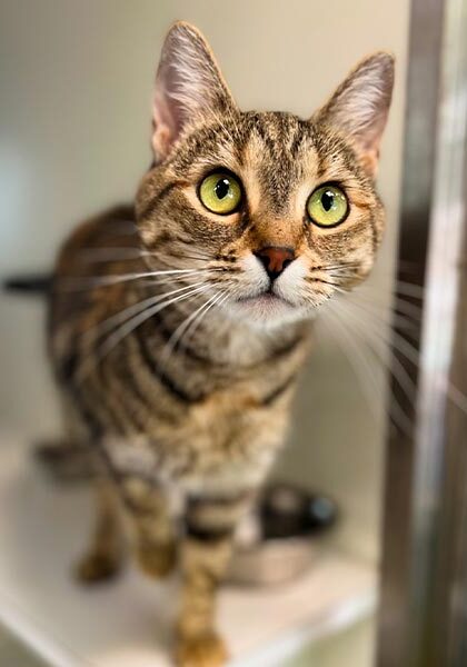 close up of striped brown cat with green eyes
