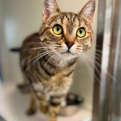 close up of striped brown cat with green eyes
