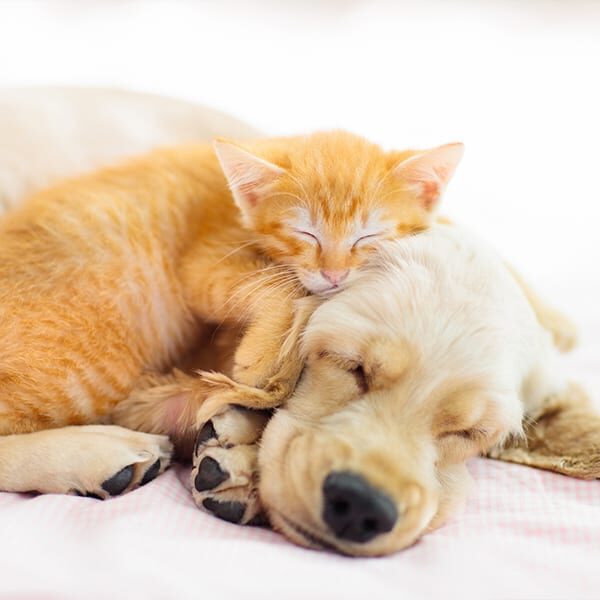 Dog and cat sleeping together